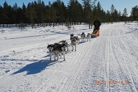 Huskies Erleben